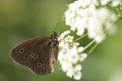 Aphantopus hyperantus - Brauner Waldvogel