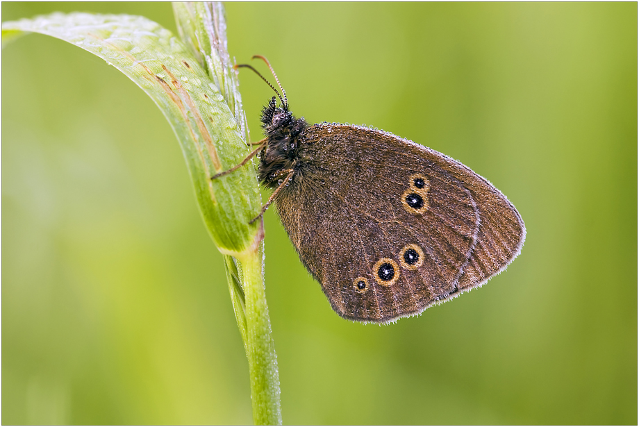 Aphantopus hyperantus