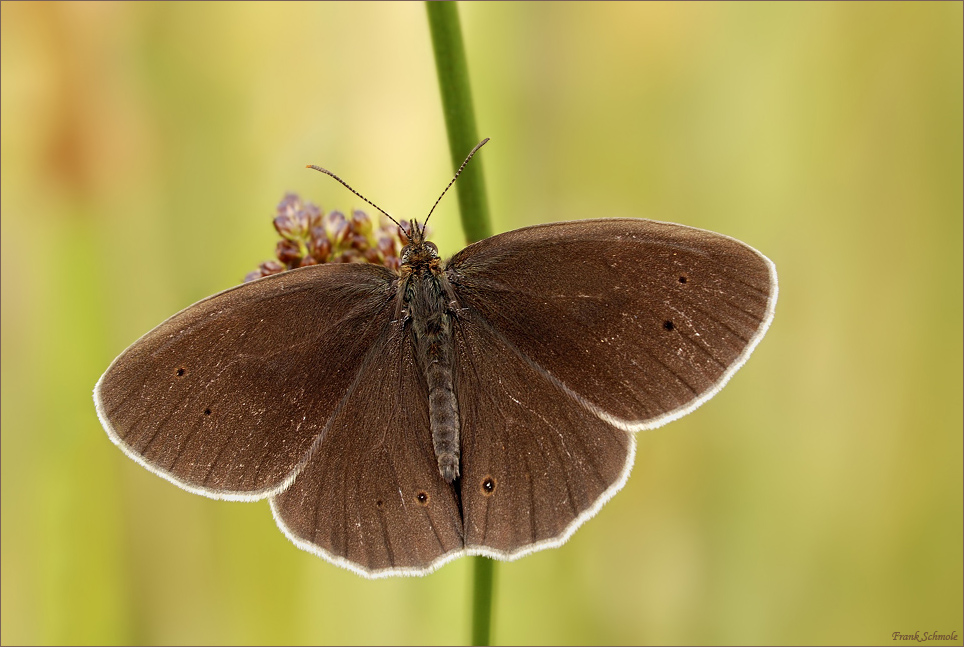 Aphantopus hyperantus