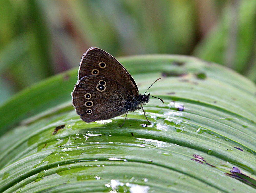 Aphantopus hyperantus, dem es auf dem weißen Germer (Blatt) nach...