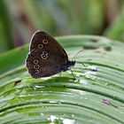 Aphantopus hyperantus, dem es auf dem weißen Germer (Blatt) nach...