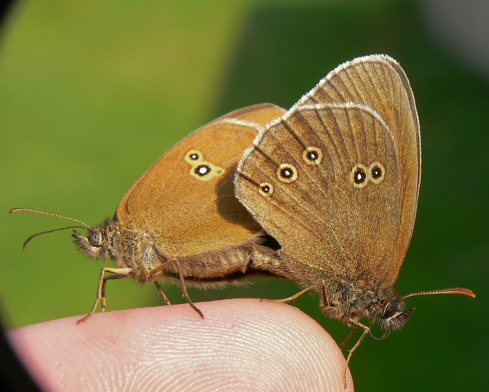 Aphantopus hyperantus.