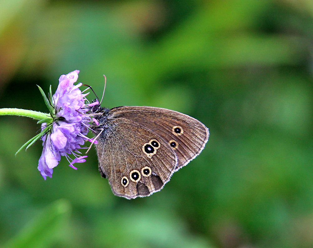 Aphantopus hyperantus - Schornsteinfeger