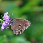 Aphantopus hyperantus - Schornsteinfeger