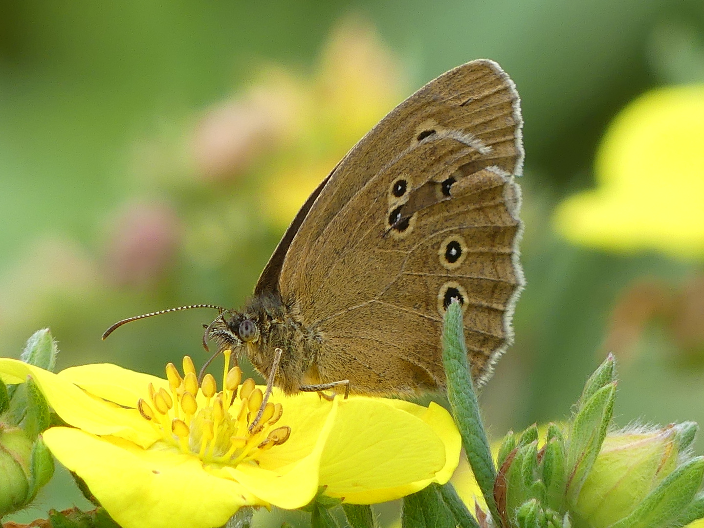 Aphantopus hyperantus - Schornsteinfeger