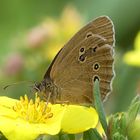 Aphantopus hyperantus - Schornsteinfeger