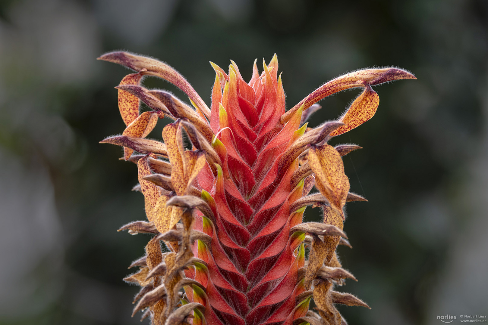 Aphelandra