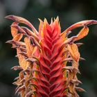 Aphelandra