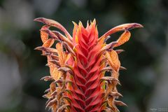 Aphelandra