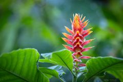 Aphelandra farbenfroh