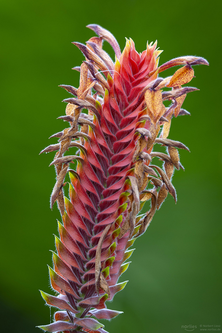 aphelandra flava