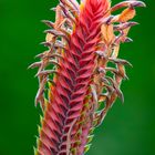 aphelandra flava