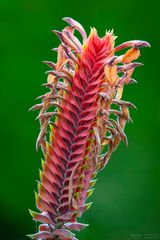 aphelandra flava