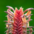 Aphelandra flava im Licht