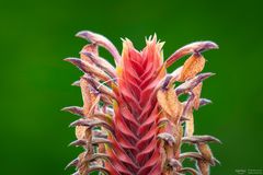 Aphelandra flava im Licht