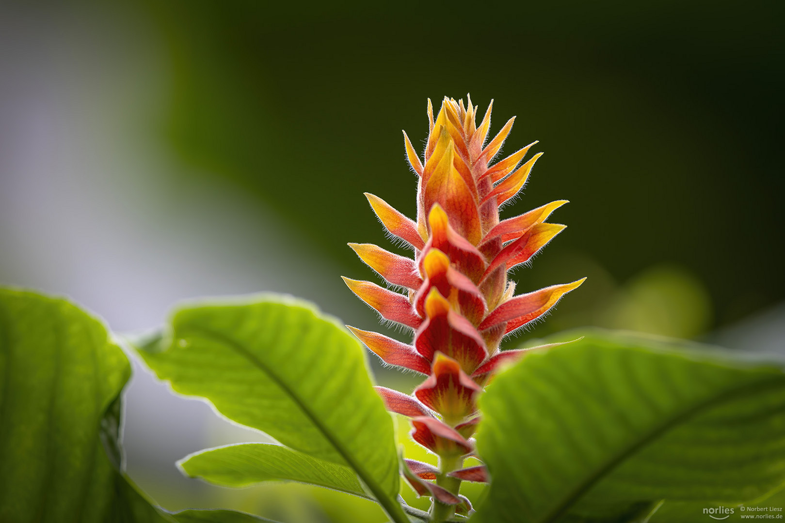 Aphelandra im Licht