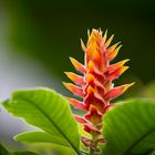 Aphelandra im Licht