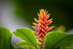 Aphelandra im Licht