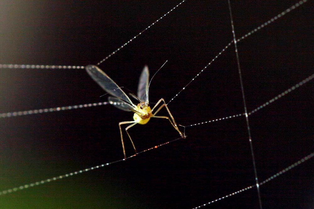 Aphidoidea - gefangen im Netz