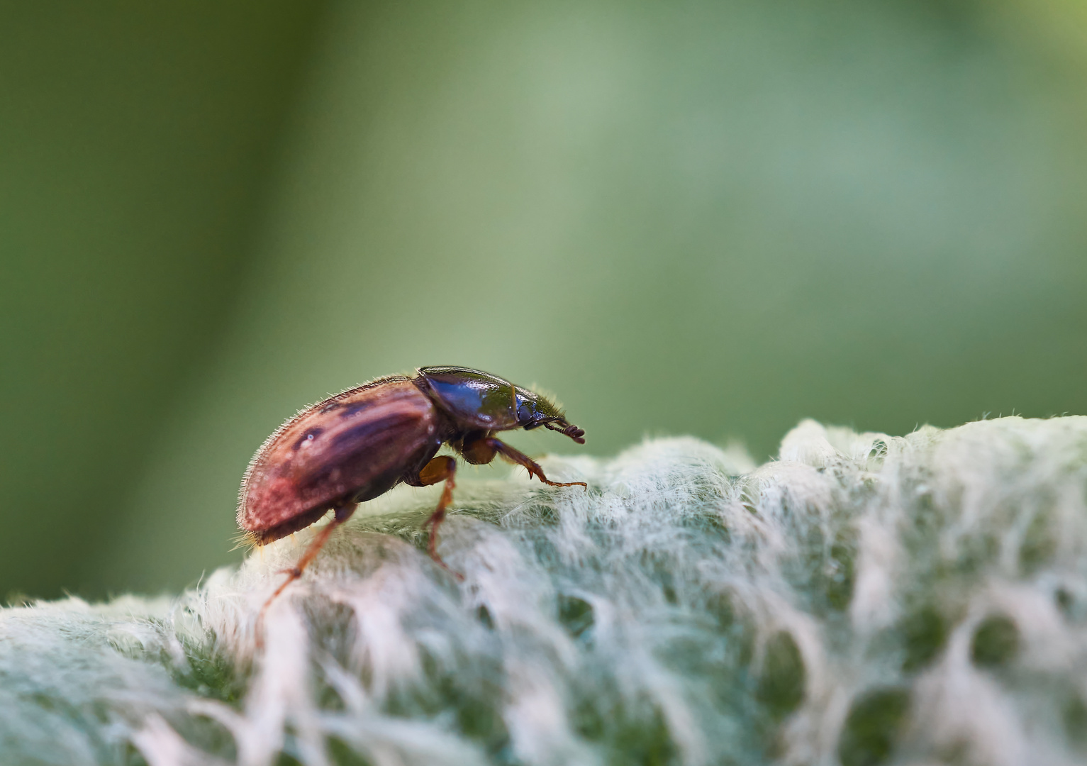 Aphodius cf. contaminatus