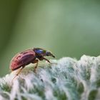 Aphodius cf. contaminatus