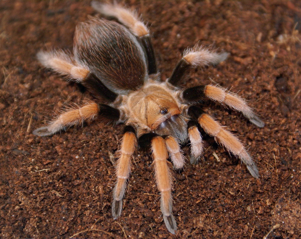 Aphonopelma bicoloratum