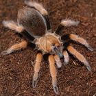 Aphonopelma bicoloratum