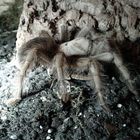 Aphonopelma Chalcodes