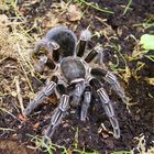 Aphonopelma seemanni 0.1 Adult