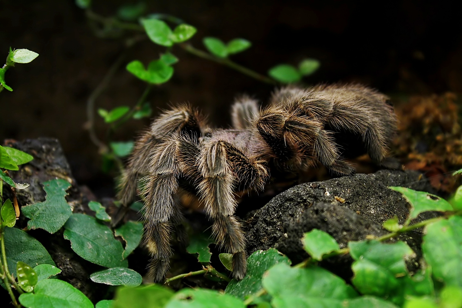 Aphonopelma seemanni