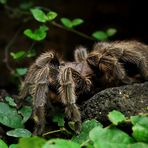 Aphonopelma seemanni