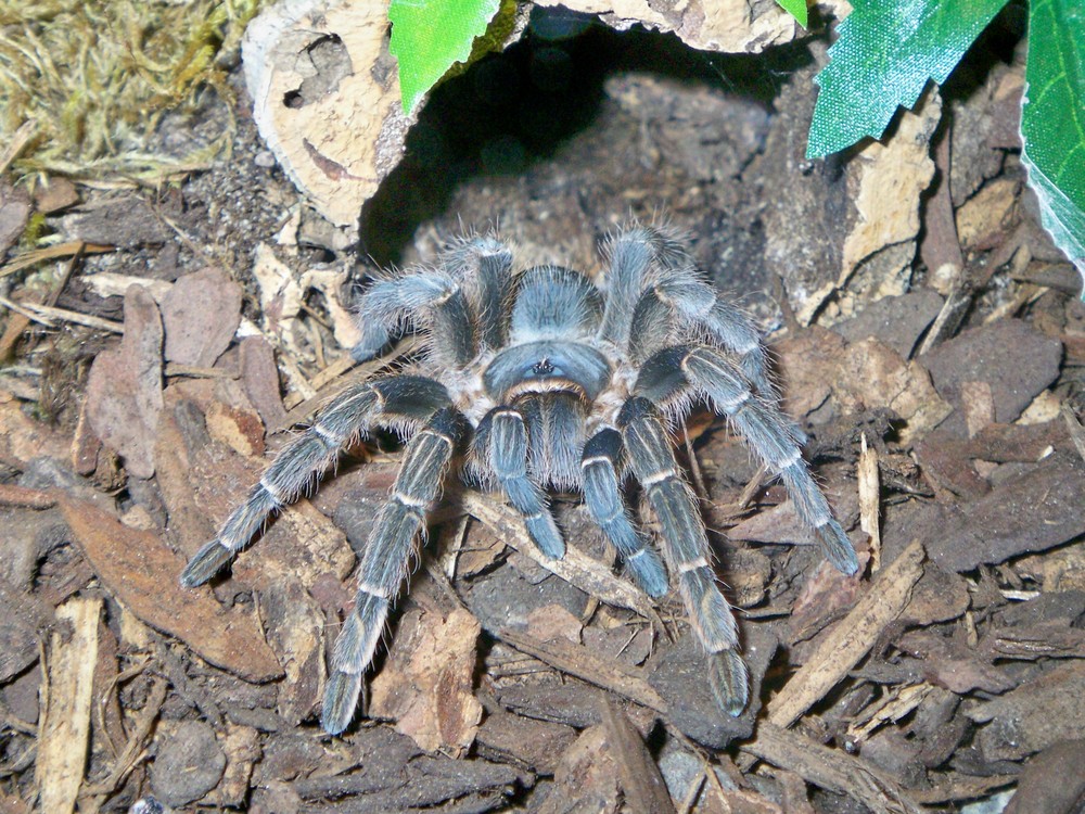 Aphonopelma seemanni blau