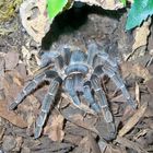 Aphonopelma seemanni blau