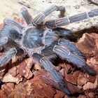 Aphonopelma seemanni blau