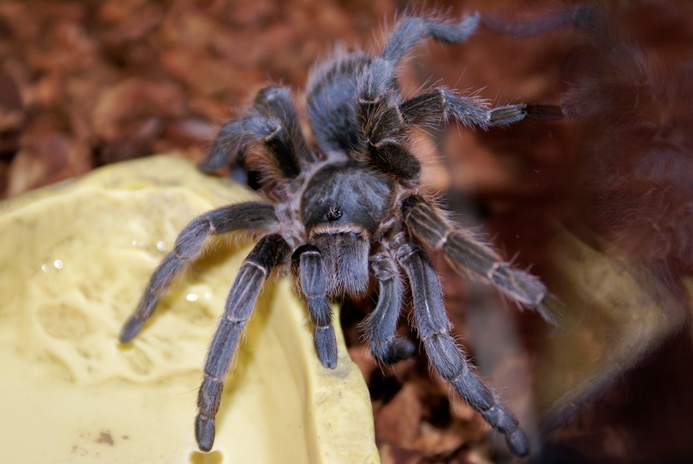 Aphonopelma seemanni blau