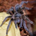 Aphonopelma seemanni blau