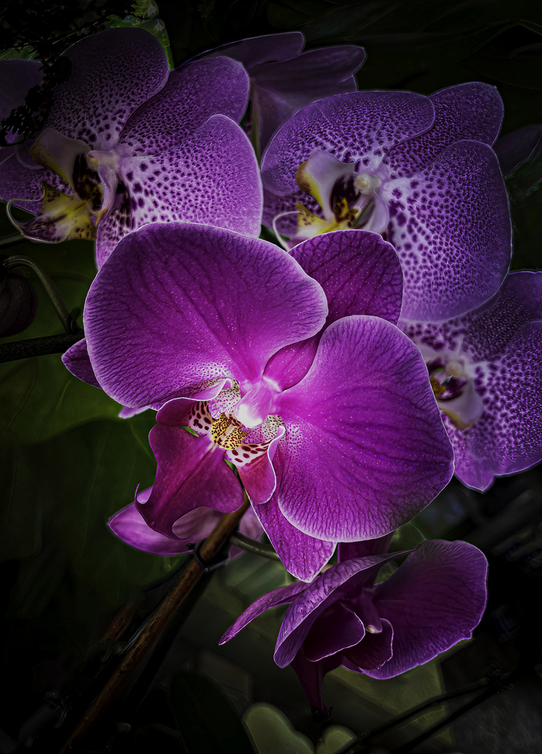 Aphrodites Phalaenopsis | Moth Orchid