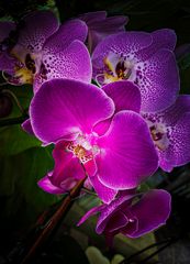 Aphrodites Phalaenopsis | Moth Orchid