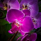 Aphrodites Phalaenopsis | Moth Orchid