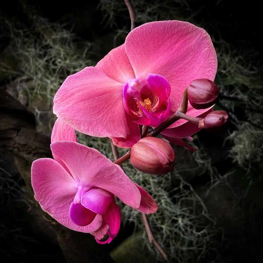 Aphrodites Phalaenopsis | Moth Orchid II