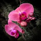 Aphrodites Phalaenopsis | Moth Orchid II