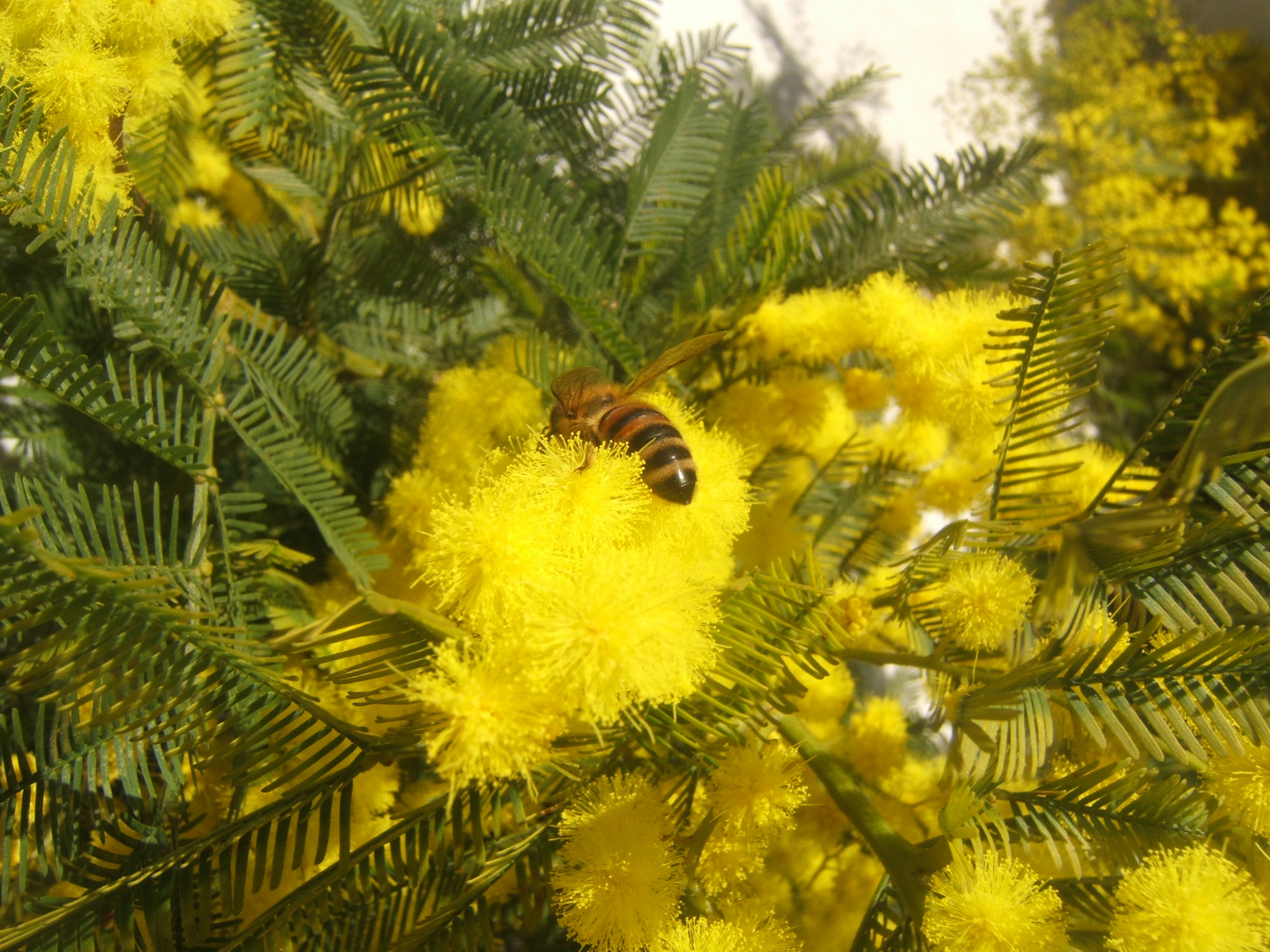 api dicembrine sulla mimosa natalizia