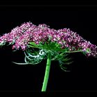 Apiaceae