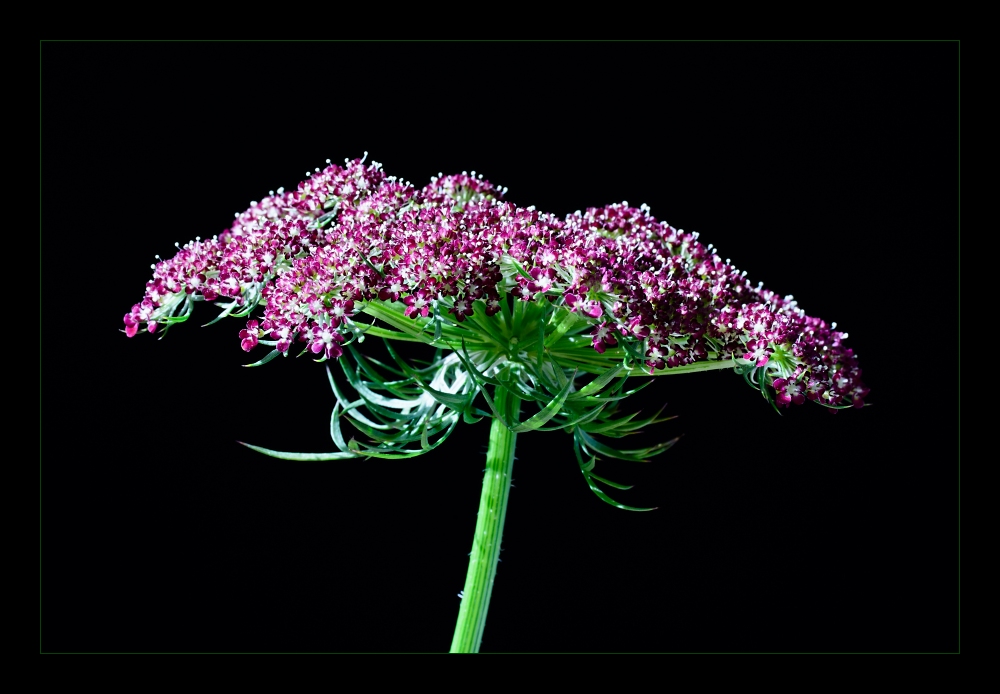 Apiaceae