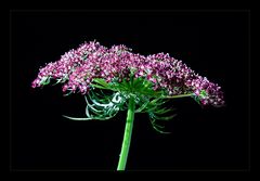 Apiaceae