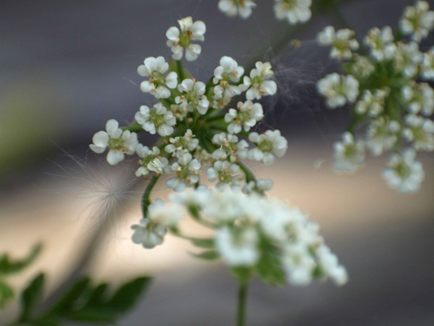 Apiaceae