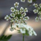 Apiaceae