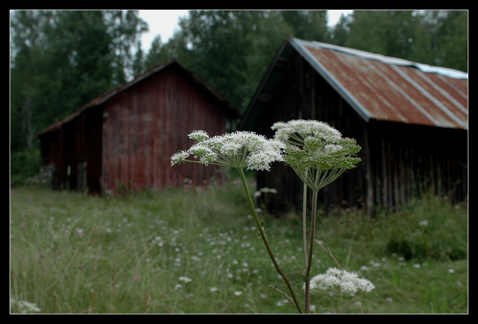 Apiaceae barn / Schweden / Juli 2005