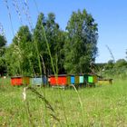 Apiary in the countryside