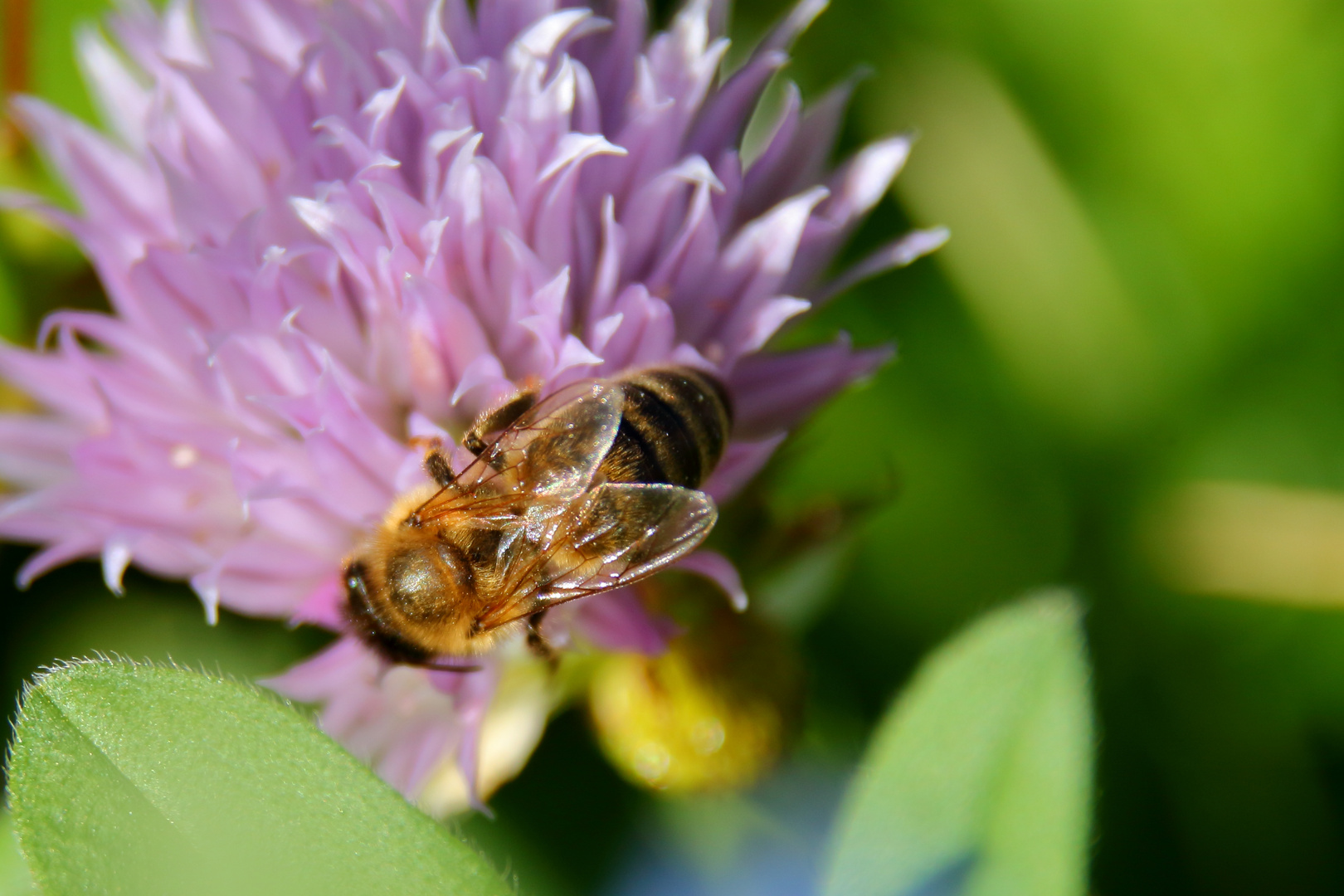 Apidae - Die Nektarverschlingerin der Oberwelt